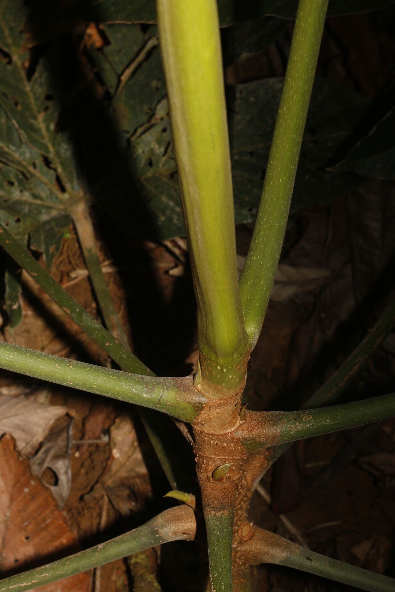 Pourouma bicolor 17