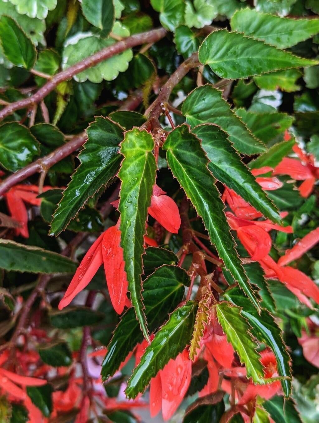 Begonia boliviana 16