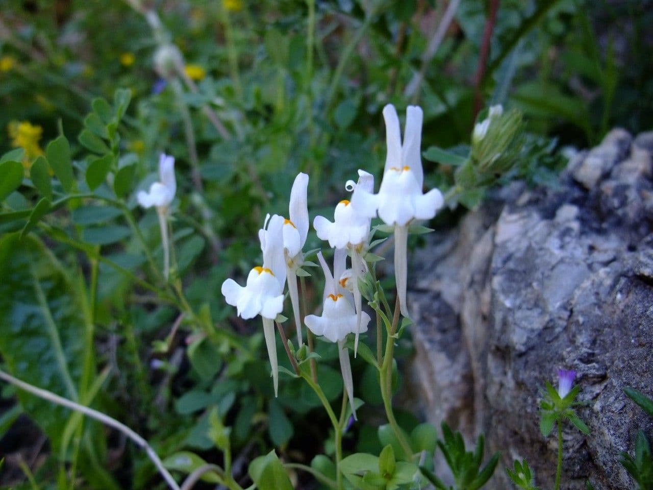 Linaria triphylla 8