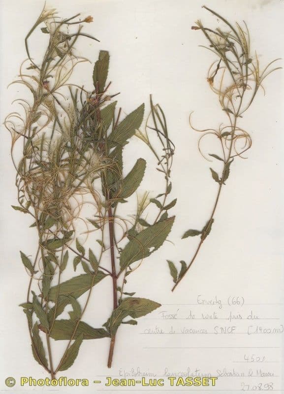 Epilobium lanceolatum 13