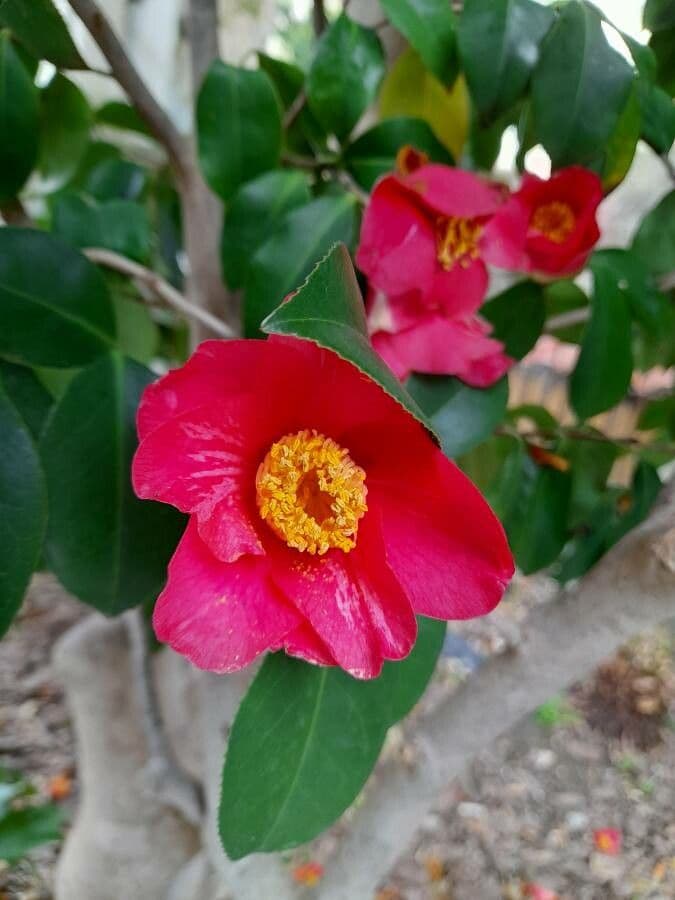 Camelia 2