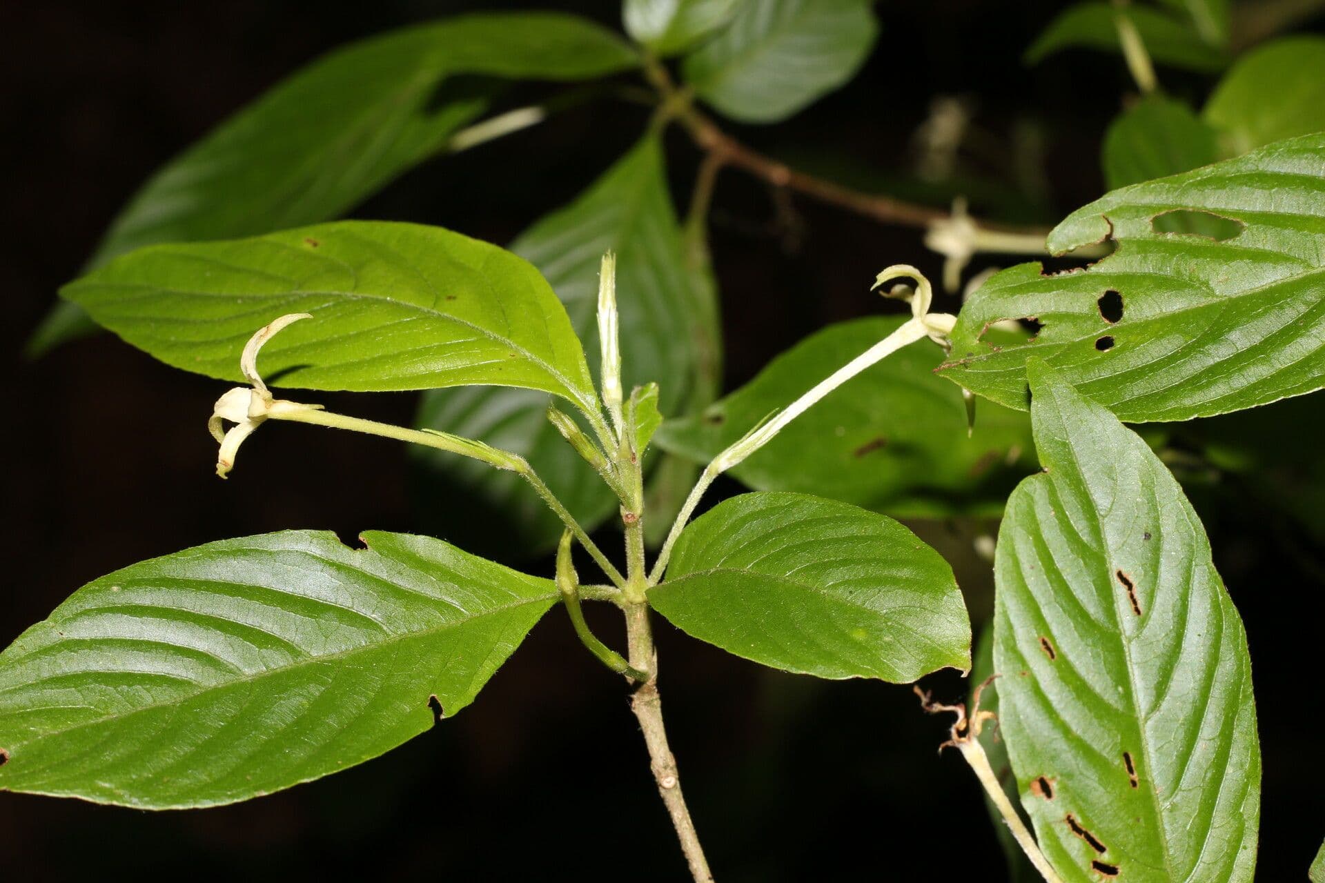 Chomelia 7