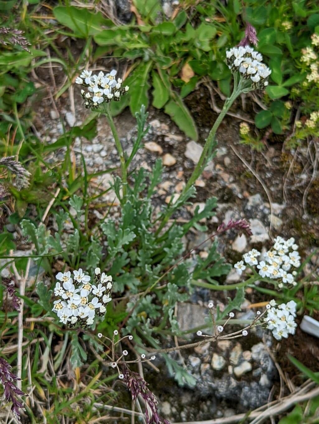 Achillea clavennae 16