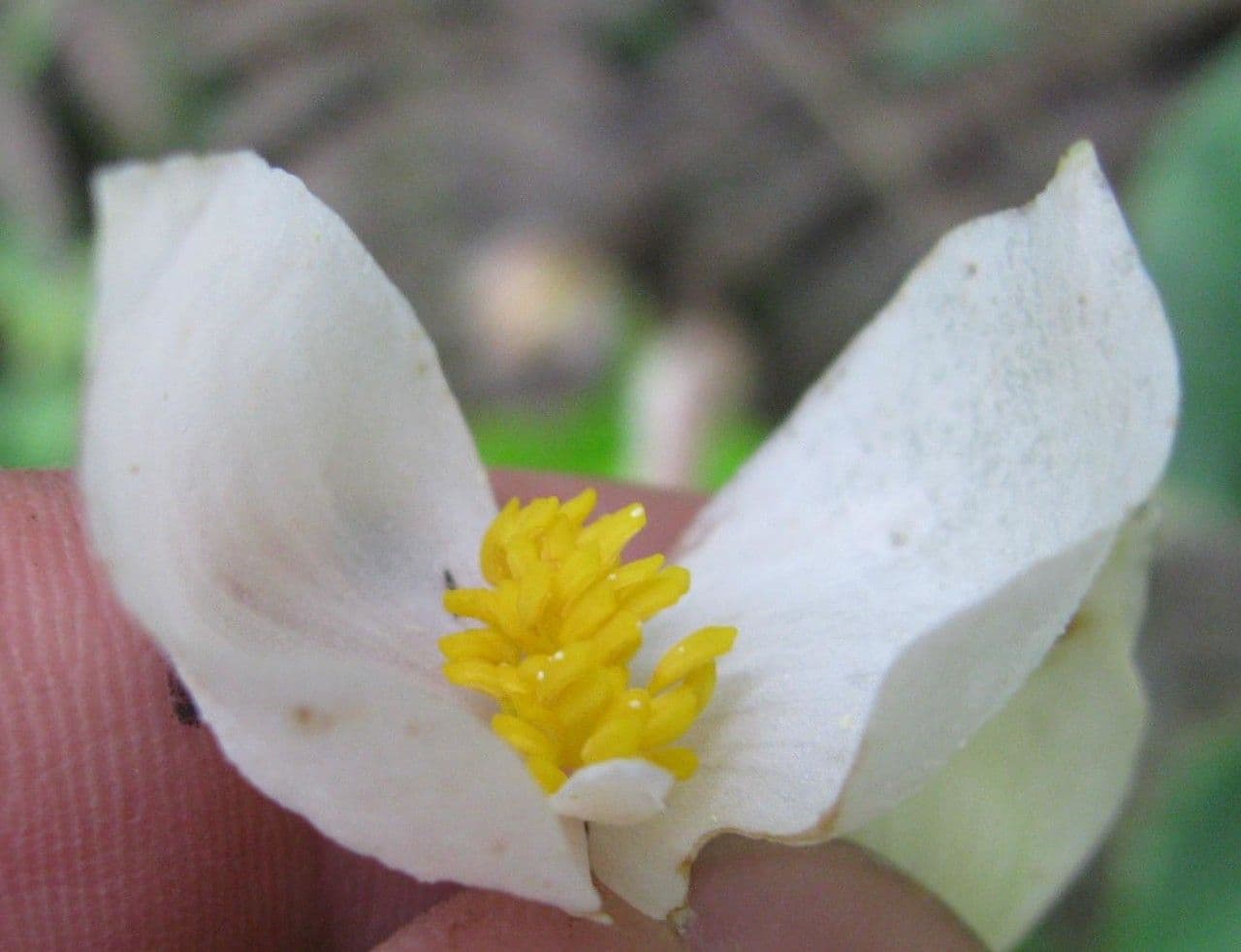 Begonia 5