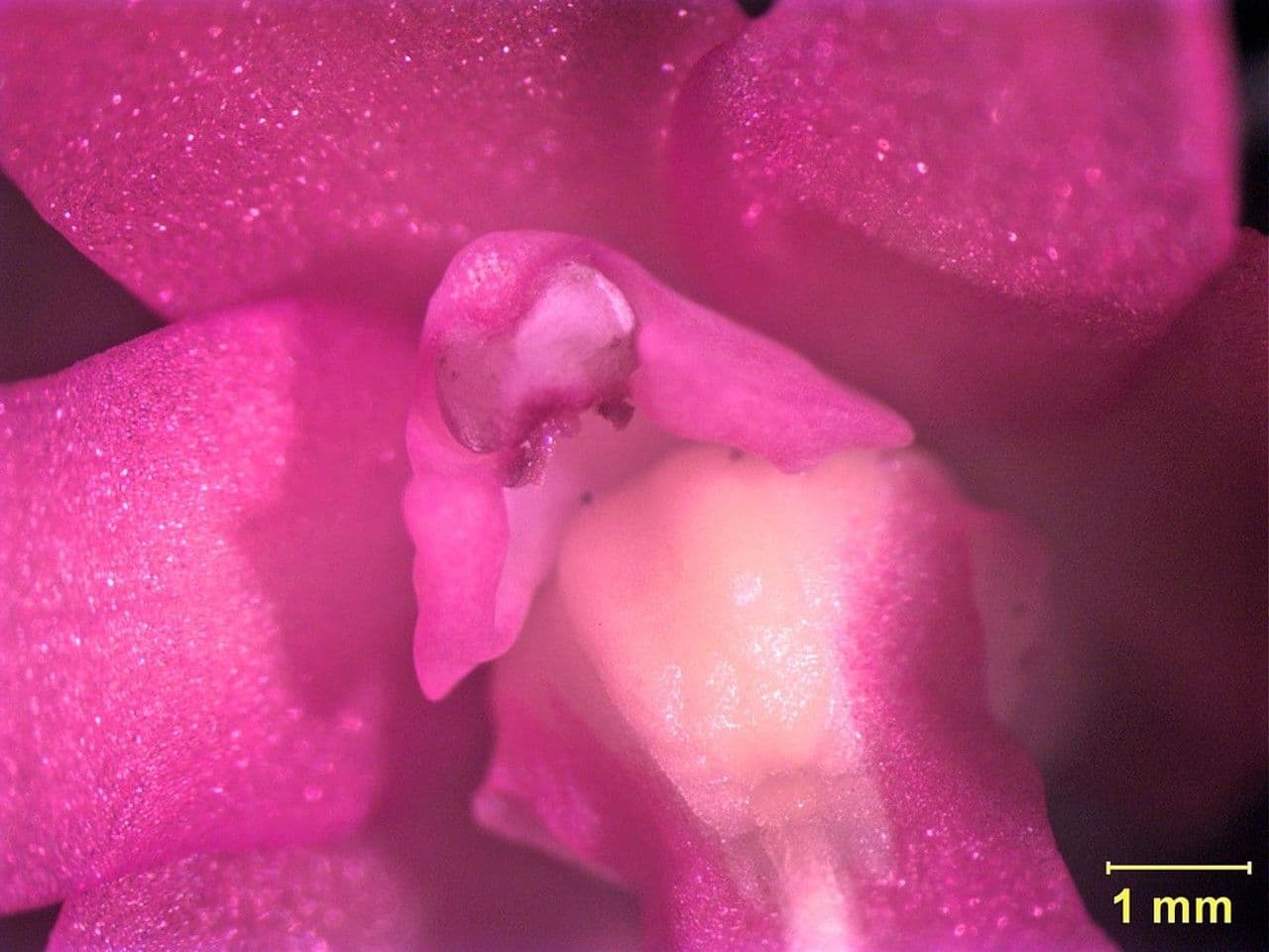 Scaphyglottis 17