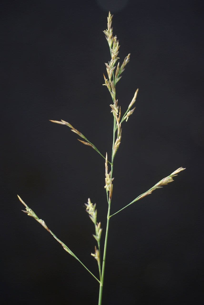 Andelgras 29