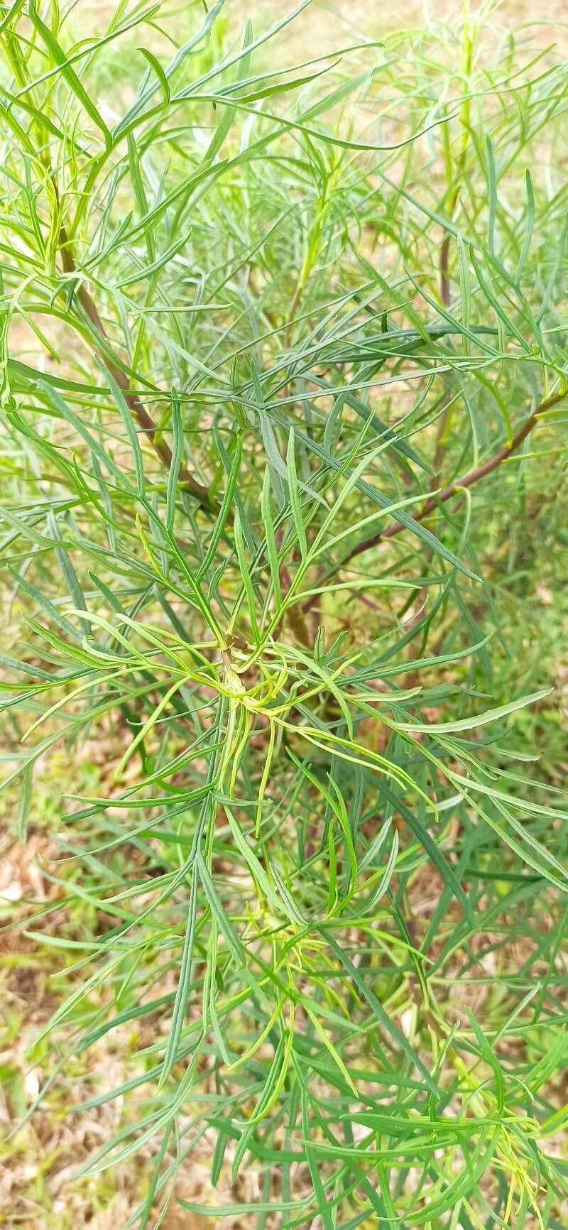 Senecio brasiliano 6