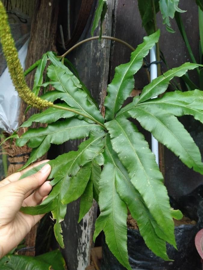 Helminthostachys 10