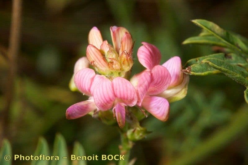 Sulla arenaria 4