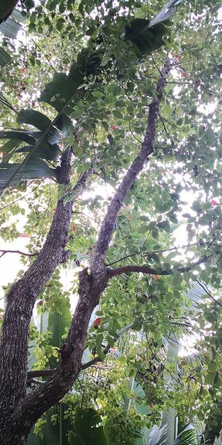Radermachera sinica 11