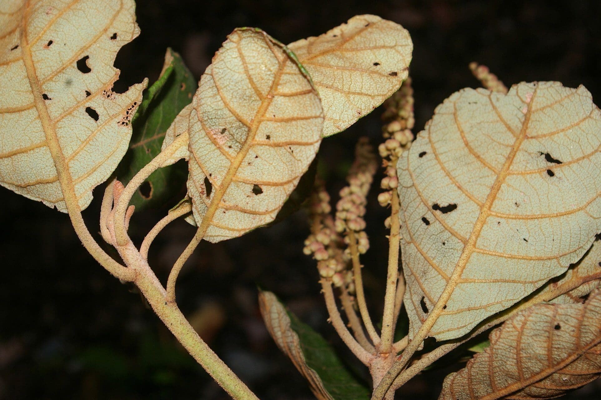 Clethra 3
