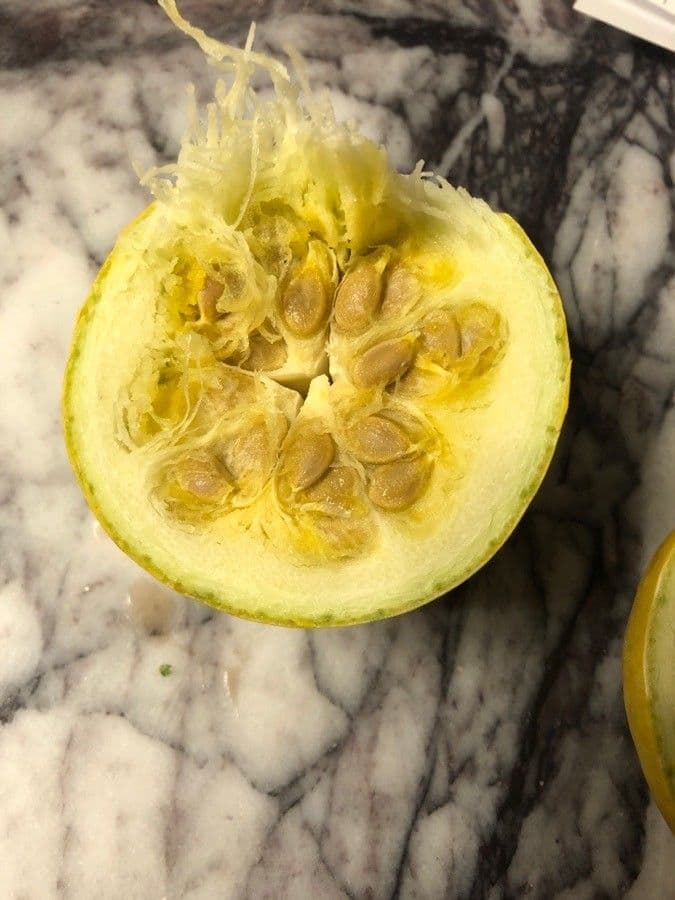 Zucca fetida