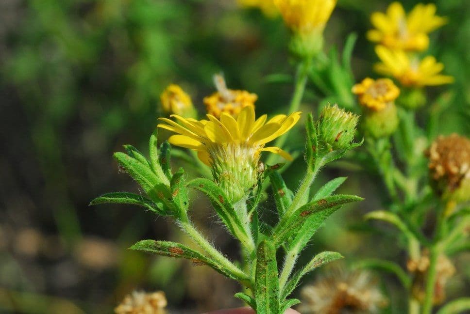 Heterotheca 7