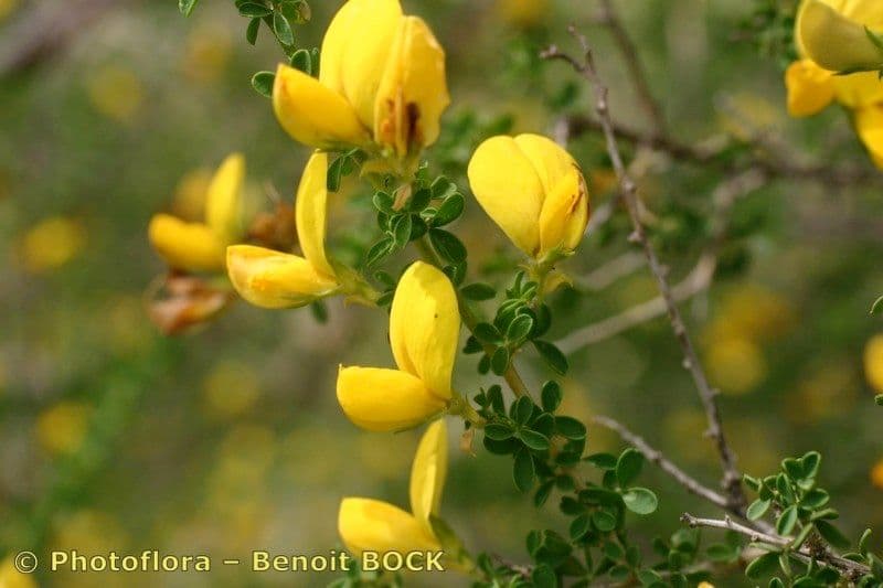 Adenocarpus 19