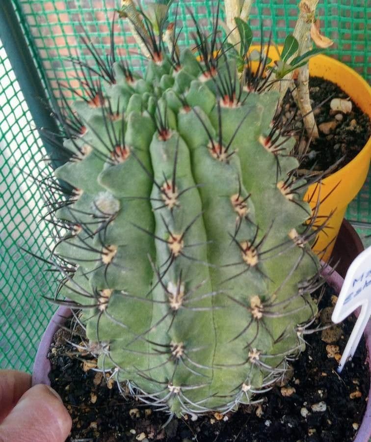 Copiapoa gris 4