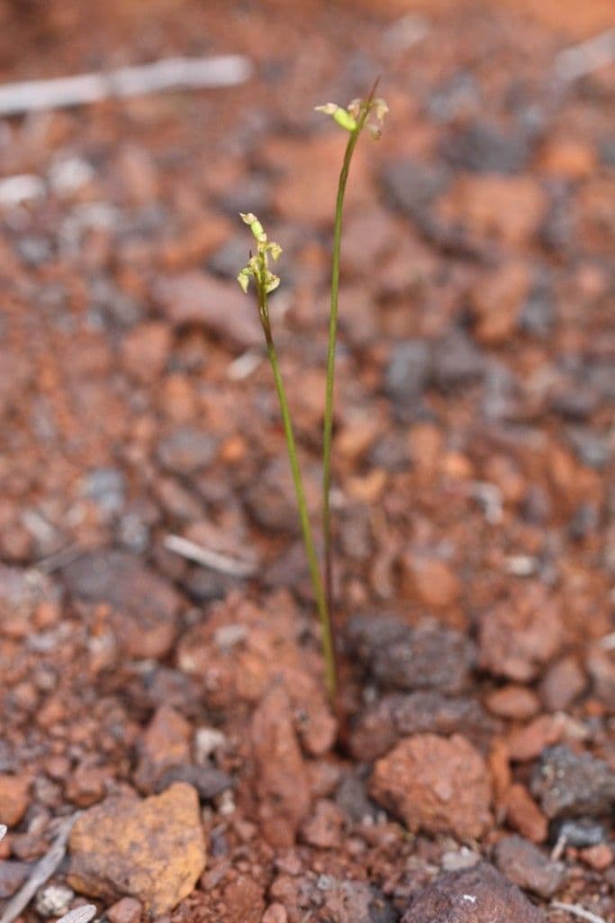 Genoplesium 5