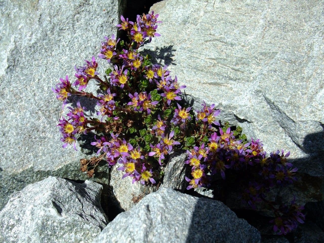 Sassifraga biflora 8