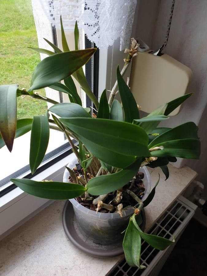 Dendrobium 14