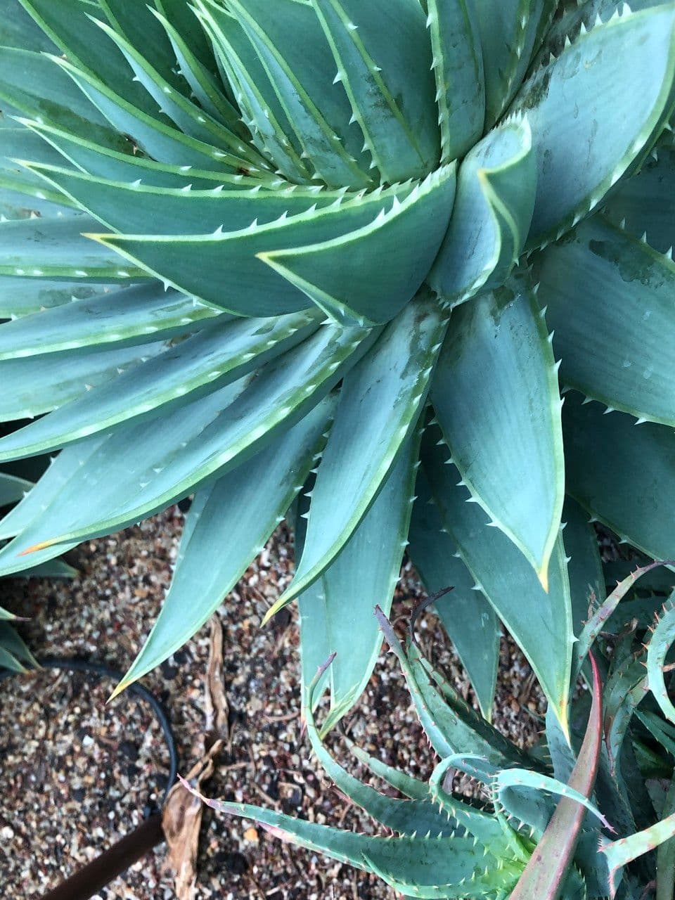 Aloe a spirale 6