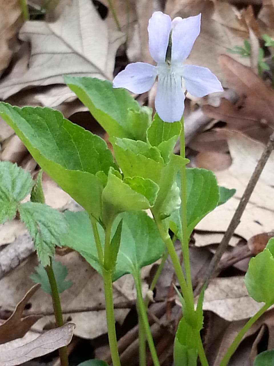 Viola del Labrador 8