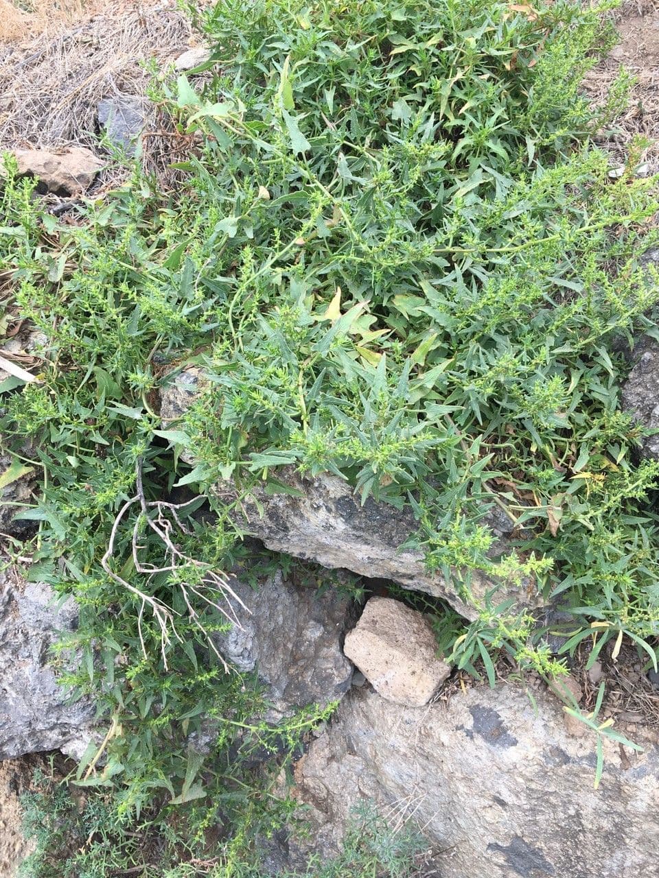 Patellifolia 7