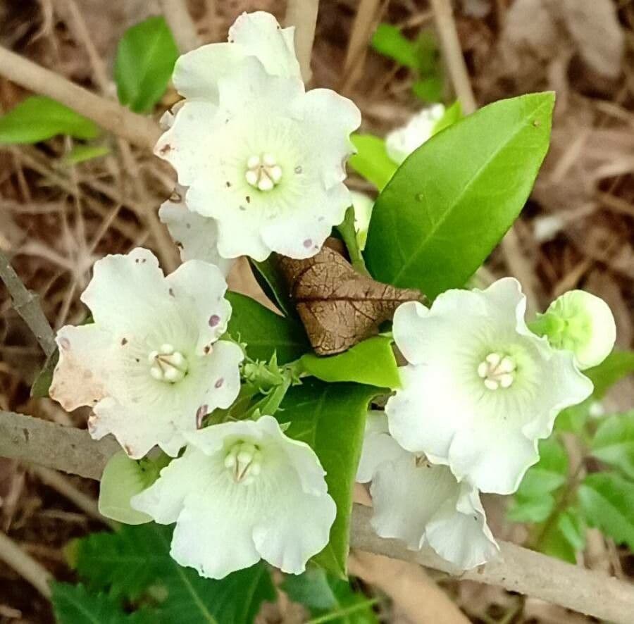 Vallaris solanacea