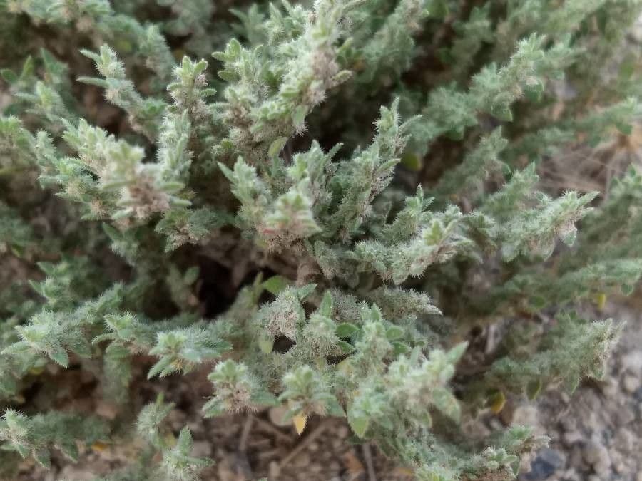 Herniaria hirsuta 17