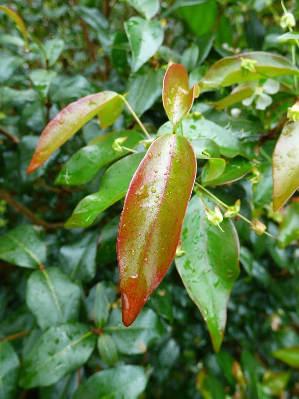 Ciliegio di Barbados 17