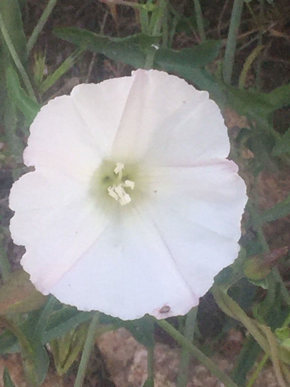 Calystegia macrostegia