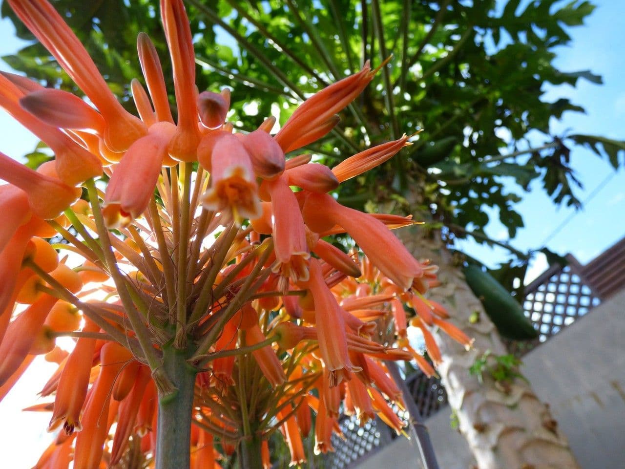 Aloe