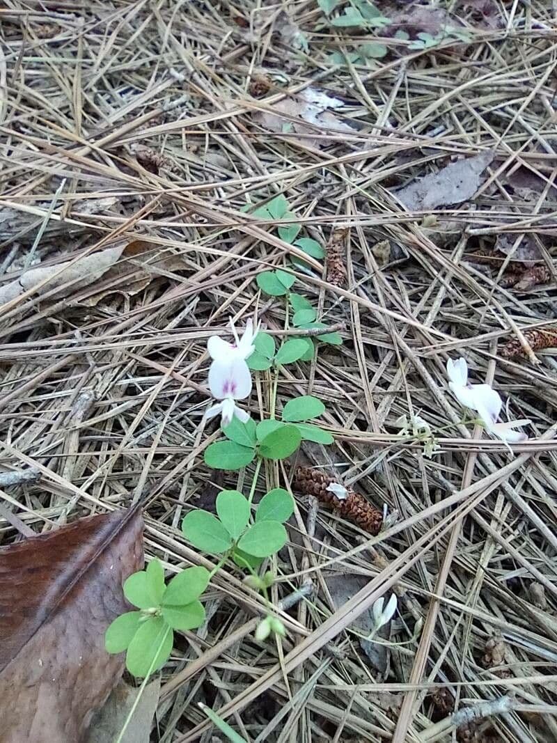 Lespedeza procumbens