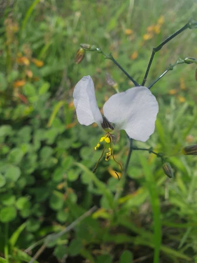 Aneilema 2