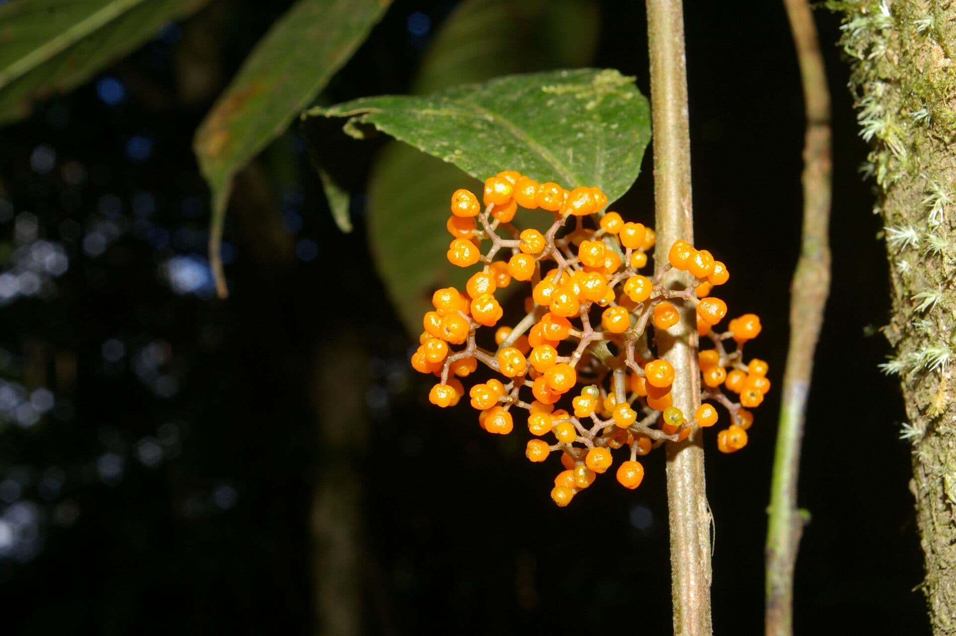 Urera lianiforme 2