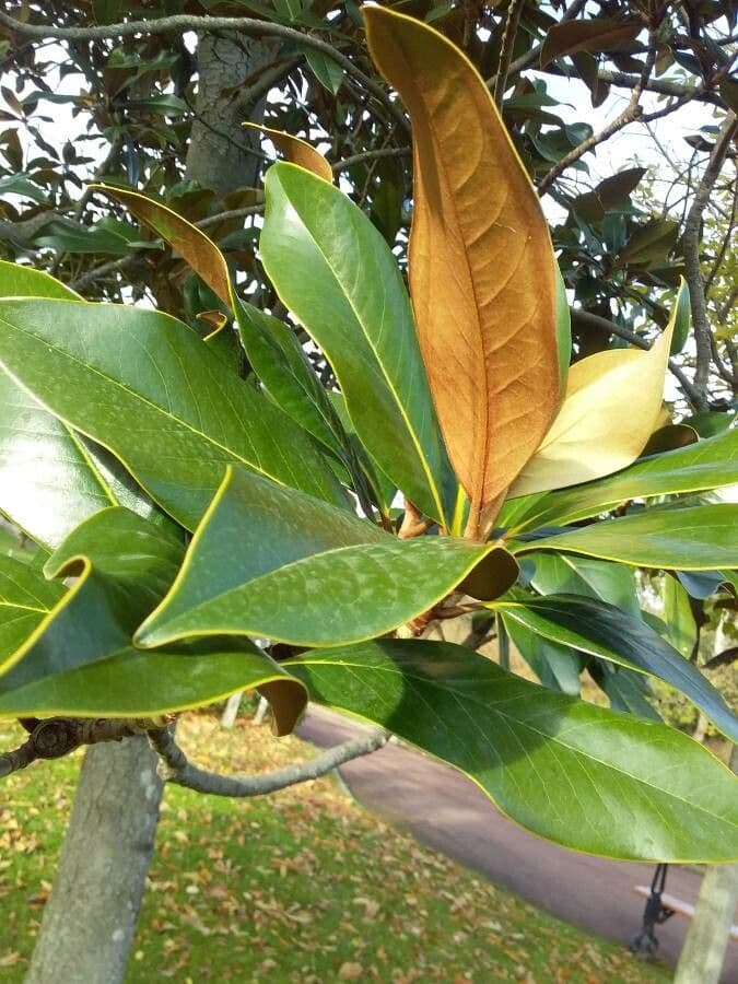 Magnolia grandiflora 18