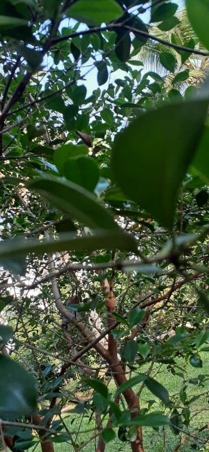 Guava costaricana 12