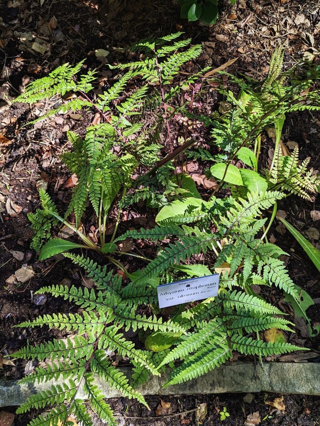 Athyrium 5
