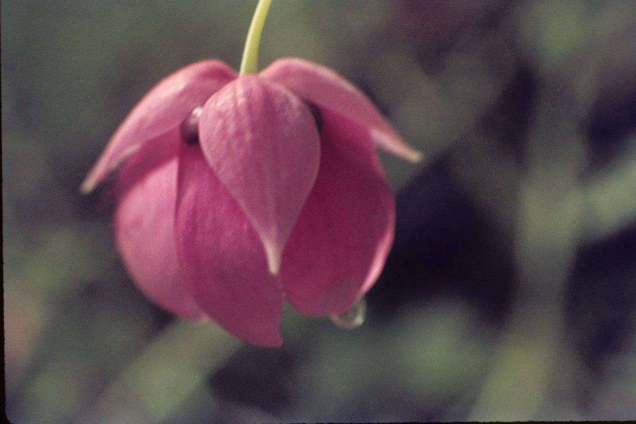 Schöne Kalochortus 3