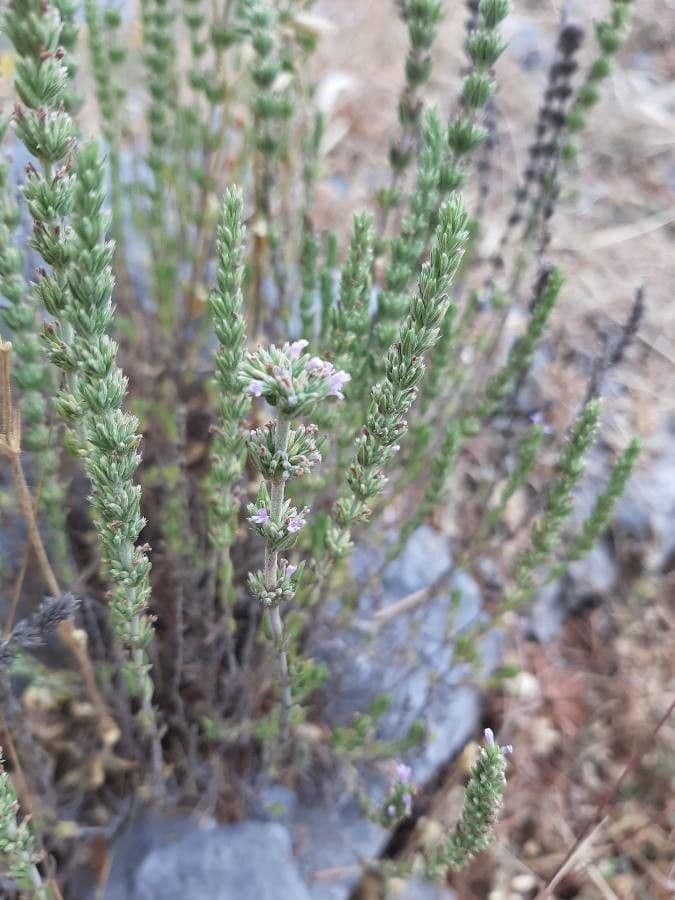 Savorella juliana 4