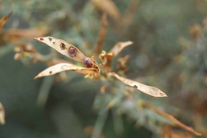 Armoise annuelle 5