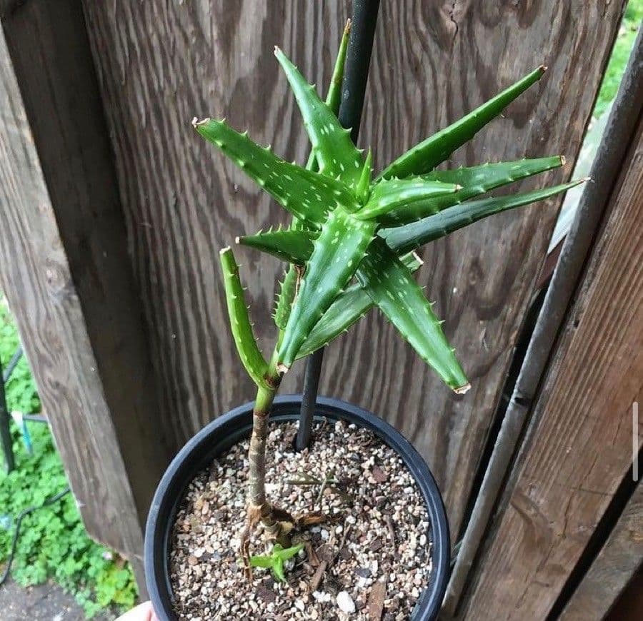 Aloe