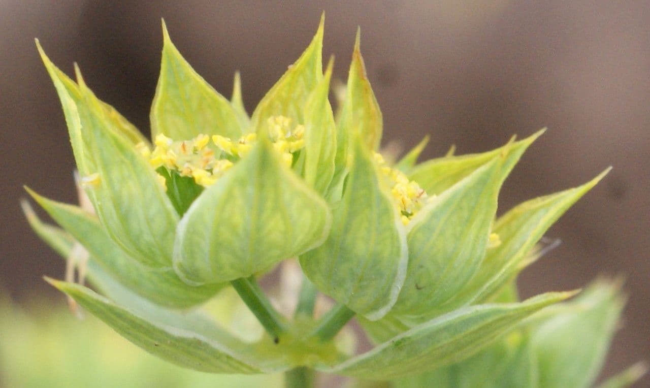 Bupleurum di Balden 5