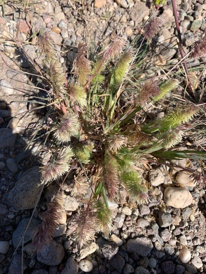 Lamarckia dorata 18