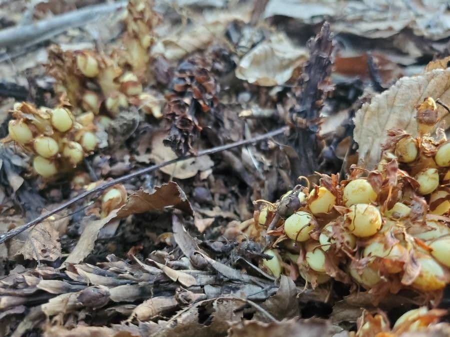 Conopholis 5