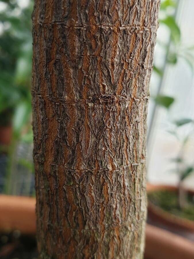 Chinarindenbaum 13