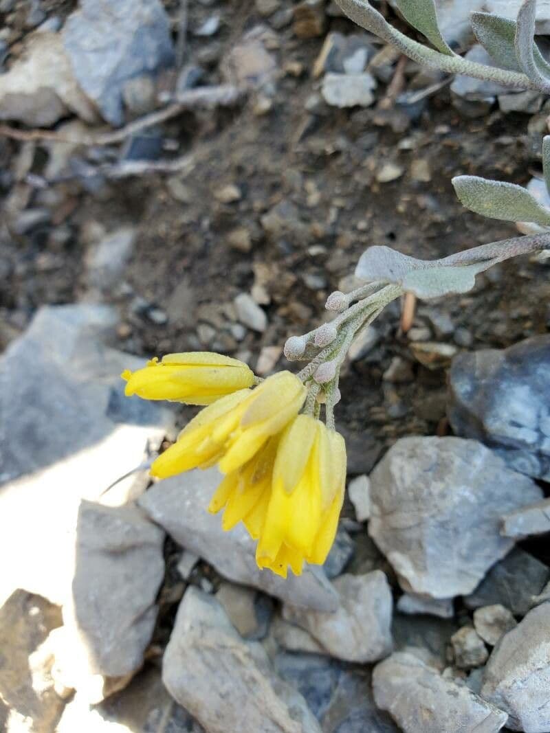 Physaria 2