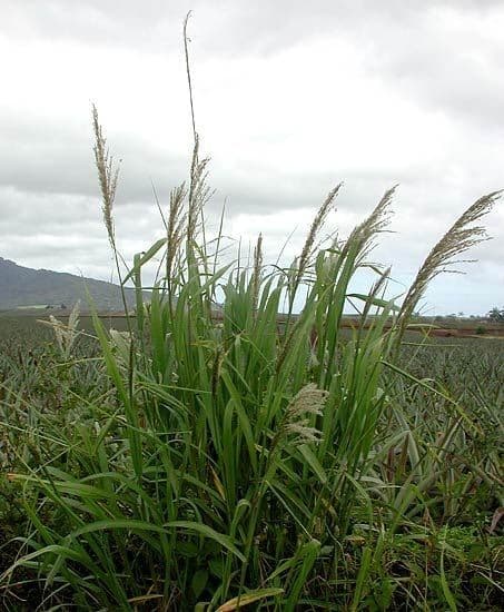 Sourgrass 8