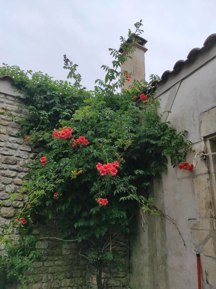 Trompeta de Virginia 30