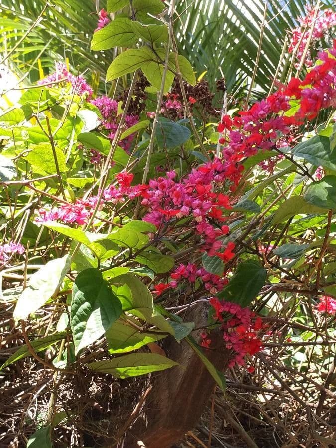 Clerodendro splendente 6