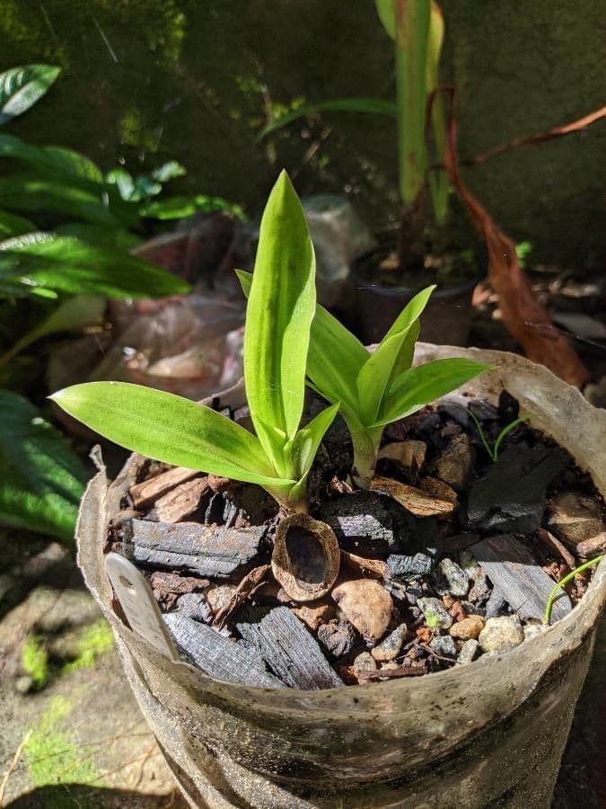Sacoila lanceolata 6