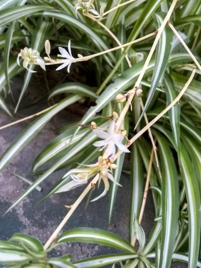 Chlorophytum 6